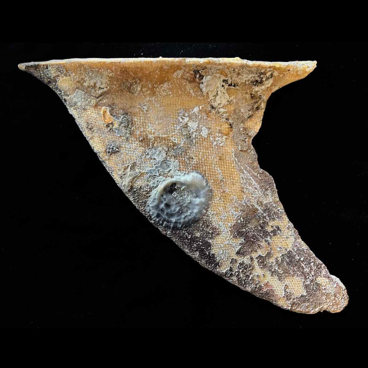 Vintage Surfboard Fins